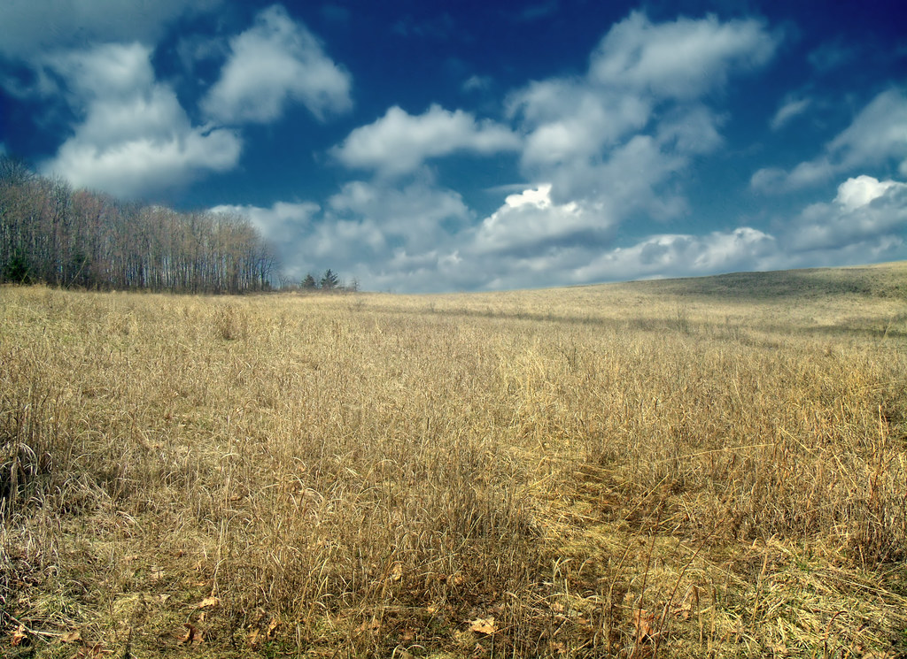 Reclaimed grassland after site restoration
